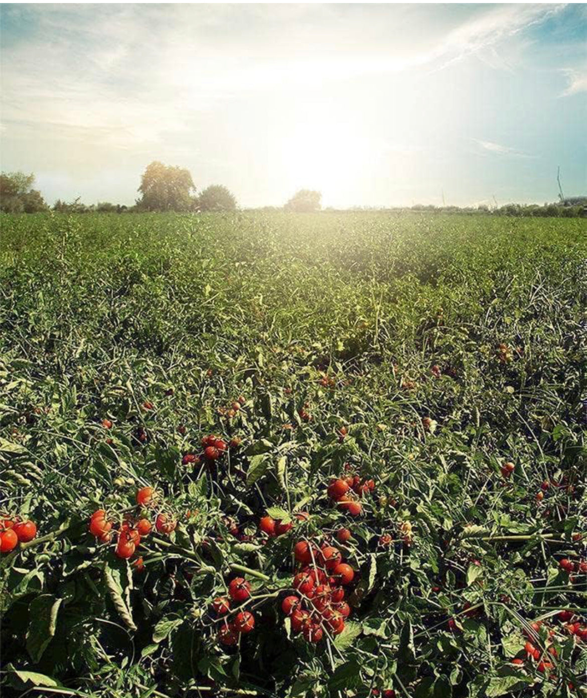 Established in 1915, Kyknos is one of the most loved and recognized brands in Greece. Kyknos is a family-owned company that selects and packs tomatoes grown in the Peloponnese region under strict quality specifications. Only the best hand-picked tomatoes are used for Kyknos products. Kyknos Tomato Paste can be mixed in salads or used to make delicious pasta sauces and dressings!